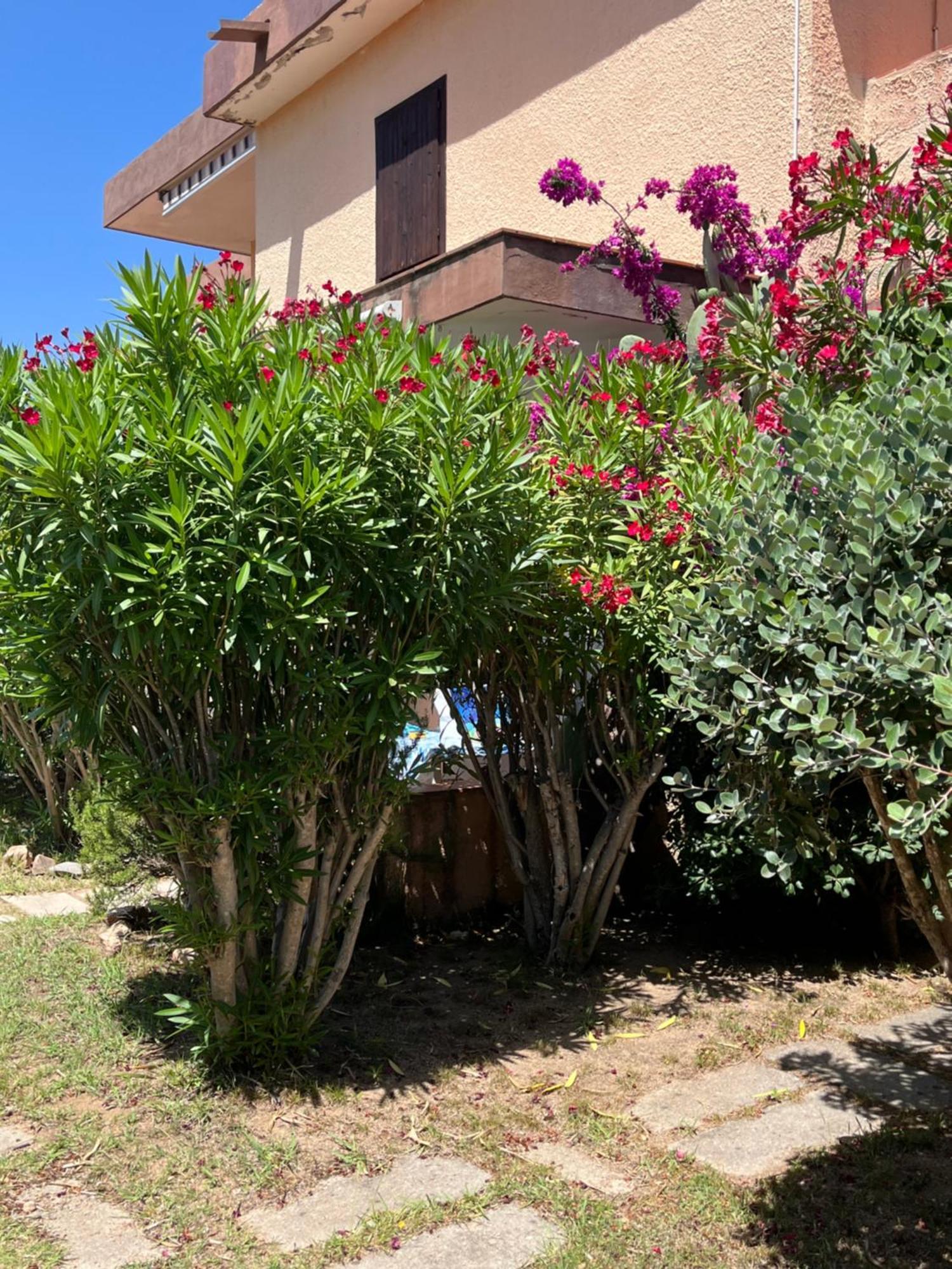 Bilocali Residenza Mediterranea קניגיונה מראה חיצוני תמונה